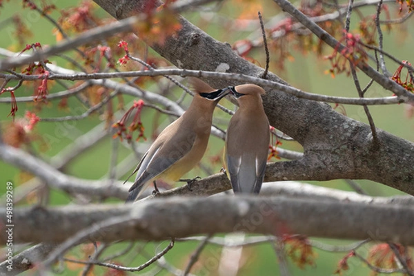 Obraz Cedar Waxwings sharing food