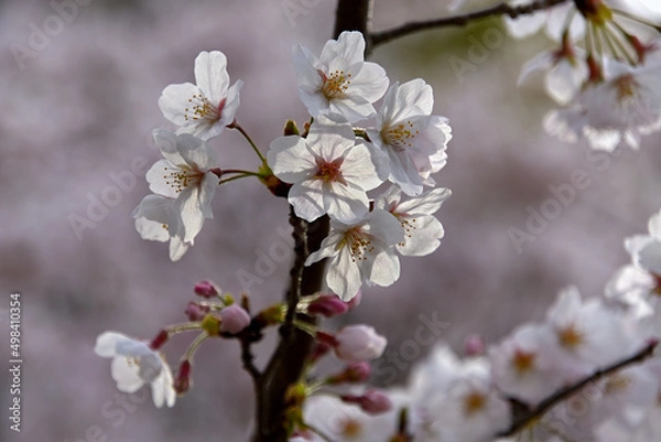 Fototapeta 逆光に輝くソメイヨシノの花