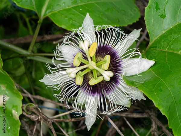 Obraz Close up Jamaica honey-suckle, Passion fruit, Yellow granadilla flower.