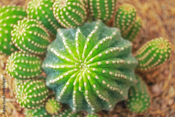 Fototapeta The cactus in the garden