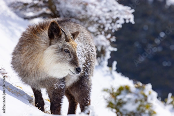 Fototapeta ニホンカモシカ