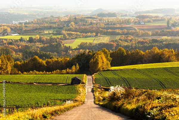Obraz 10月の北海道美瑛、畑の中の一本道・日本
