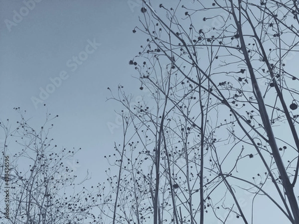 Obraz branches against sky