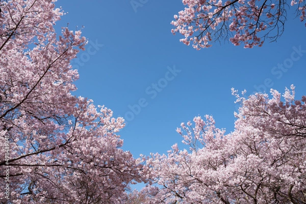 Fototapeta 陽光に映える天下第一満開の高遠のタカトオコヒガンザクラ