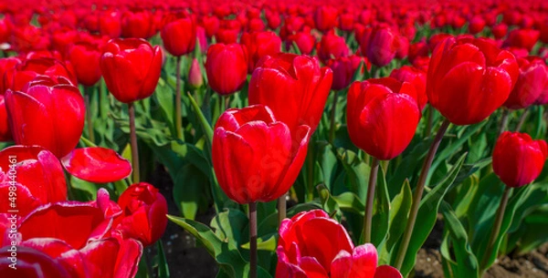 Obraz Colorful flowers in an agricultural field in sunlight below a blue sky in springtime, Almere, Flevoland, The Netherlands, April 11, 2022
