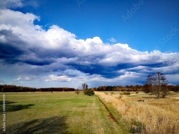 Obraz Wiesenlandschaft im Frühling 
