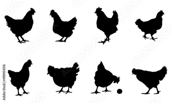 Fototapeta Silhouettes of hen chicken. vector Illustration