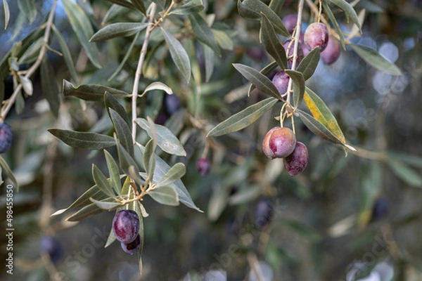 Obraz Closeup on sunny branches of ripe tanches in a field of olive trees. Blurred leaves and a bluesky in the background.
