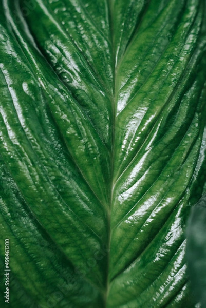Obraz Close-up leaf