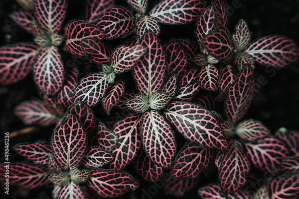 Obraz Close up purple pink leafes