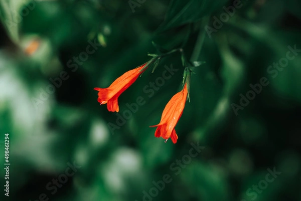 Obraz Close up red flowers