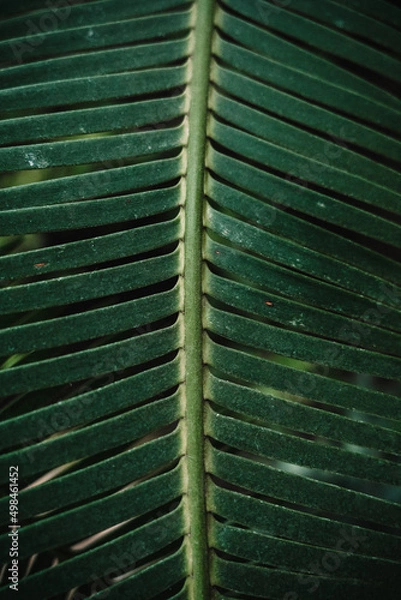Obraz Close up tropical plant