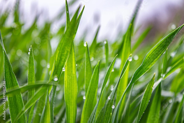 Obraz green grass with water drops