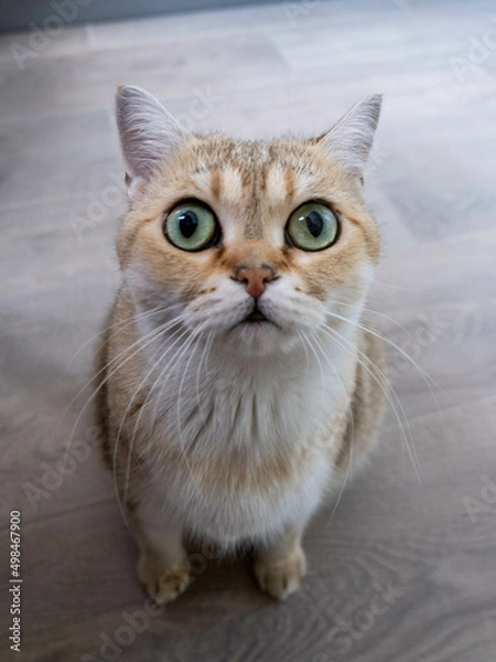 Fototapeta portrait of a frightened ginger cat