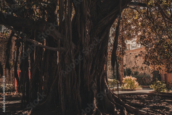 Obraz ancient tree in the city