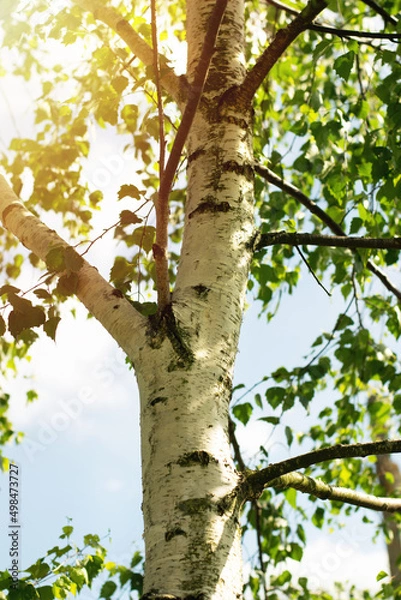 Fototapeta Young birch trees with black and white birch bark in spring against a blue spring sky.