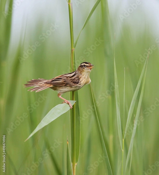 Obraz Aquatic warbler is one of the rarest passerine birds in Europe