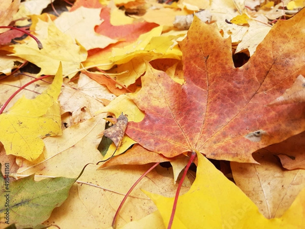 Obraz autumn maple leaf