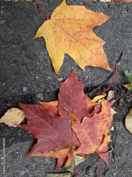 Obraz autumn leaves on the ground