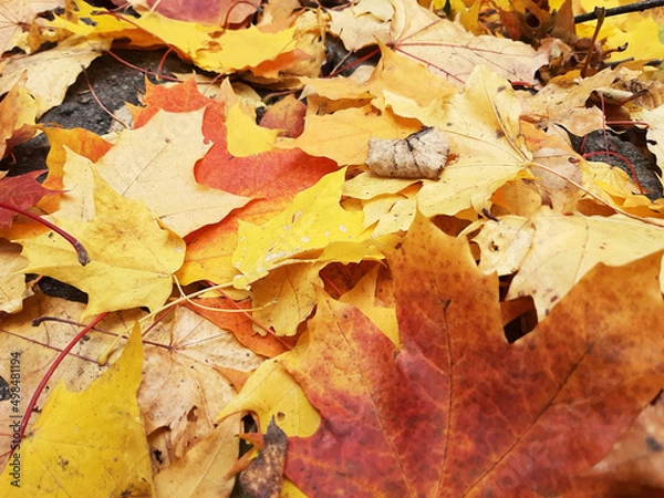 Obraz autumn leaves background