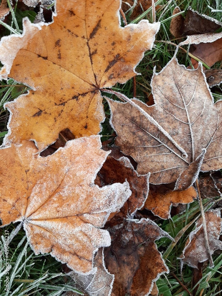 Obraz autumn leaves on the ground