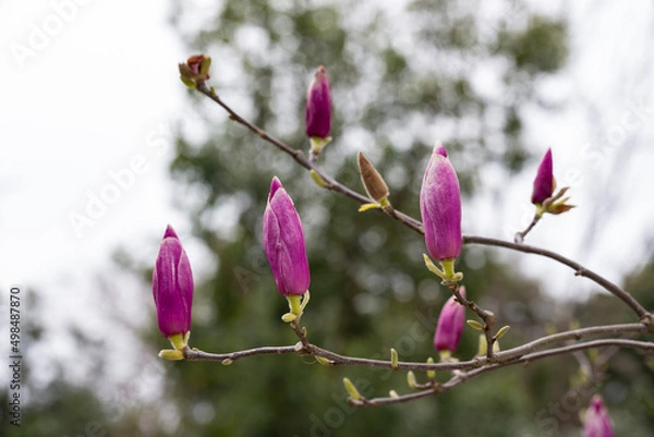 Obraz Magnolia soulangeana is also called a saucer-shaped magnolia, pink buds on a tree branch are preparing to bloom. Early spring