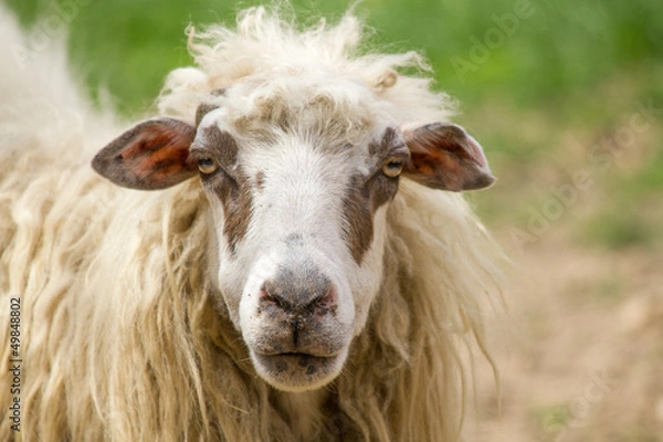 Obraz Sheep