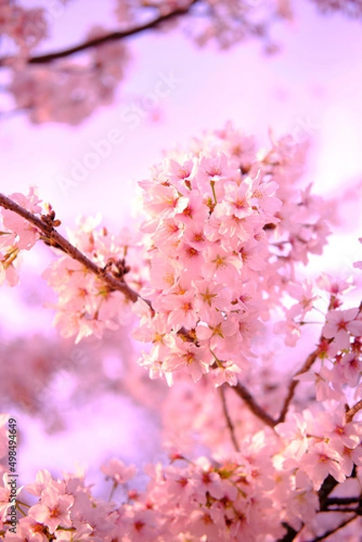 Fototapeta 満開に花を咲かせた公園の桜の木