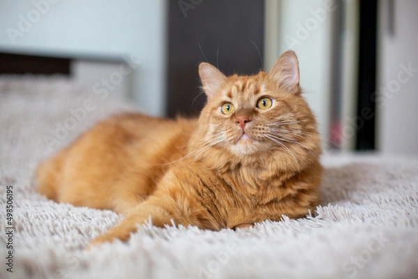 Fototapeta Red British cat with yellow eyes on the bed in the room at home. Beautiful home pet on a beige background.