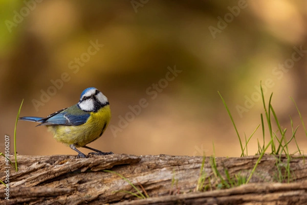 Obraz Cyanistes caeruleus