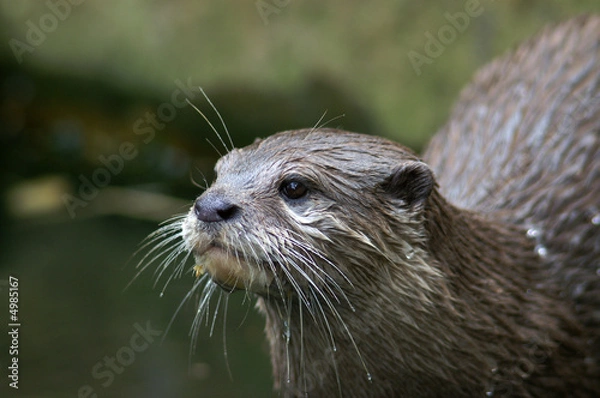 Fototapeta Asian Small-clawed Otter