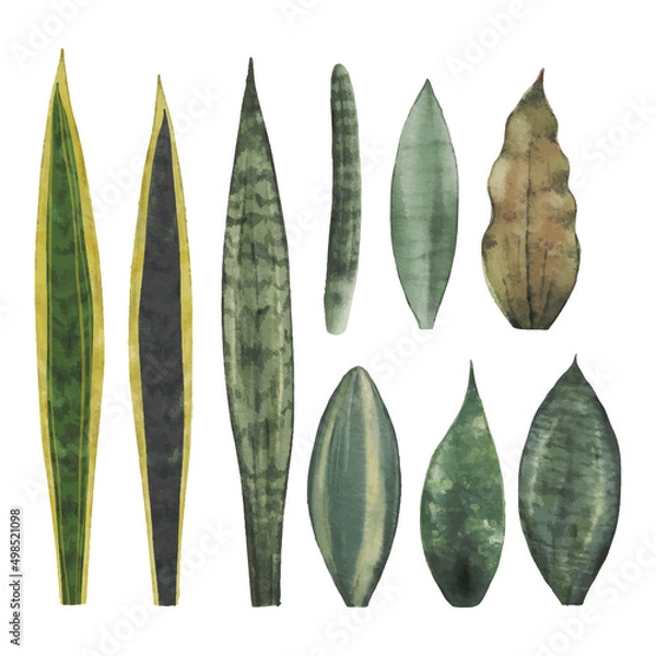 Obraz set of plants,vector
