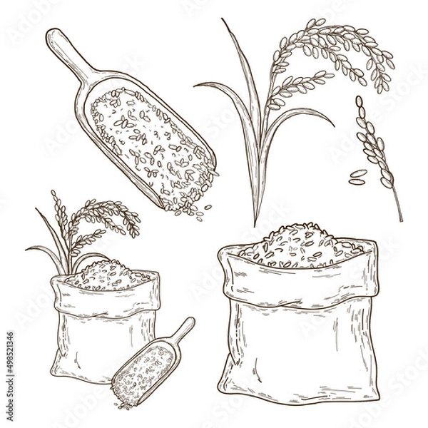 Obraz set of hand drawn rice