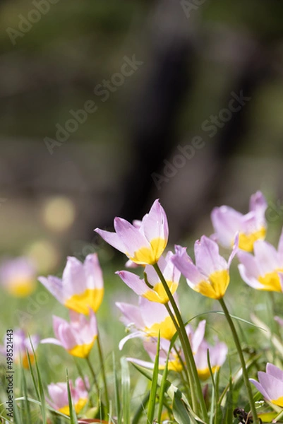 Obraz ガーデンオブクルシウス