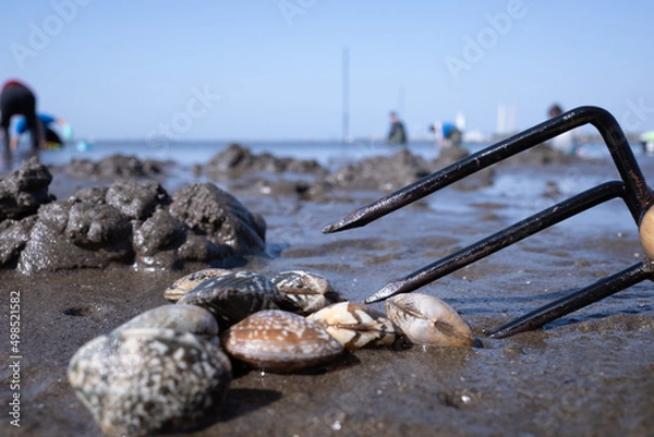 Obraz 浜, 海, 自然, あばたのある, 水, 岩, アップ, 白, 貝, アサリ, 波, 漁, レジャー