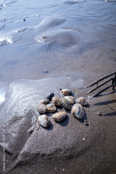 Obraz 浜, 海, 自然, あばたのある, 水, 岩, アップ, 白, 貝, アサリ, 波, 漁, レジャー