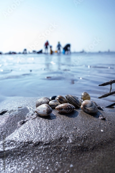 Obraz 浜, 海, 自然, あばたのある, 水, 岩, アップ, 白, 貝, アサリ, 波, 漁, レジャー