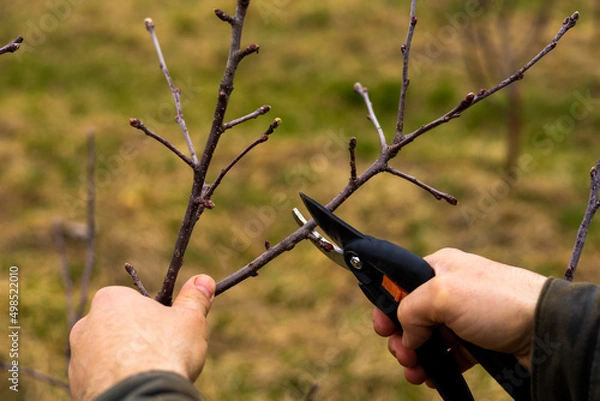 Obraz man pruning apple trees in the garden with selective focus