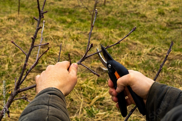 Obraz man pruning apple trees in the garden with selective focus