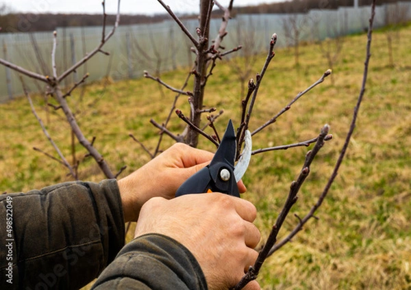 Obraz man pruning apple trees in the garden with selective focus