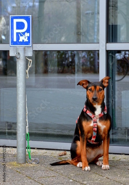 Obraz Hundeparkplatz