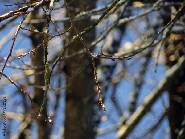 Obraz spring in the snow
