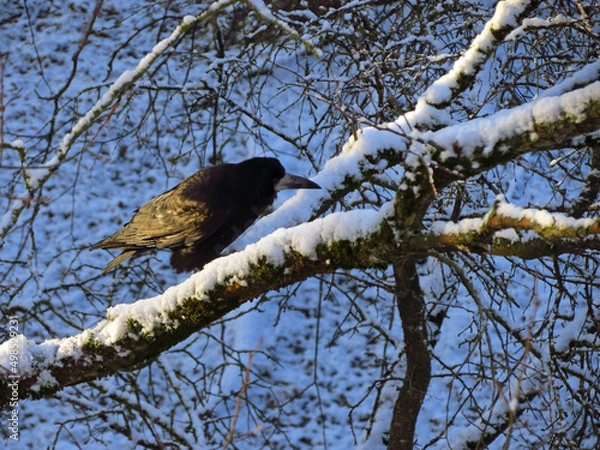 Obraz crow on a branch