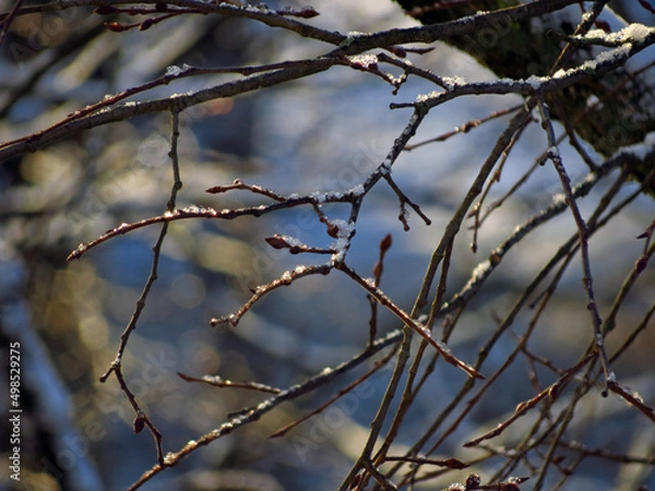Obraz branches of a tree