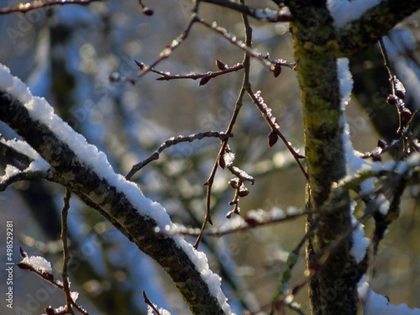 Obraz bird in the snow