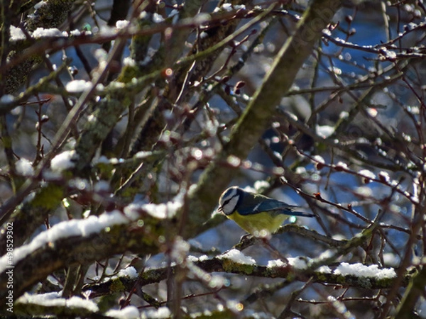 Obraz bird on a branch