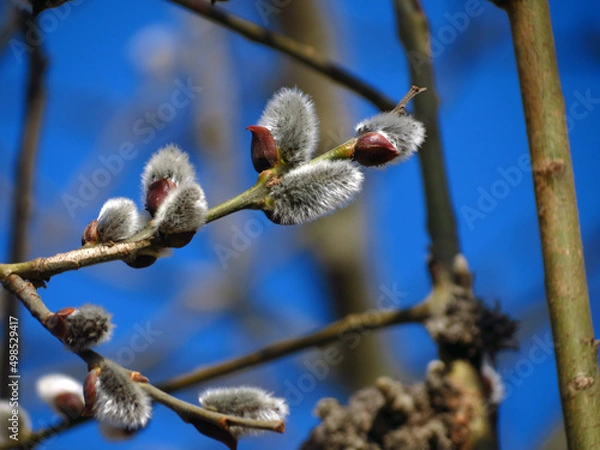 Obraz branches with catkins