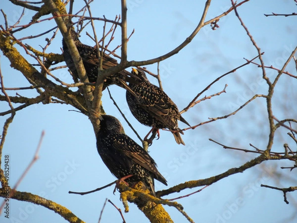 Obraz bird on a tree
