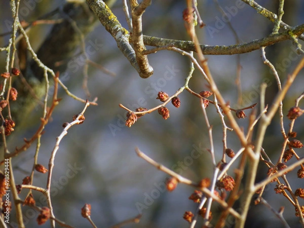 Obraz autumn leaves on a branch