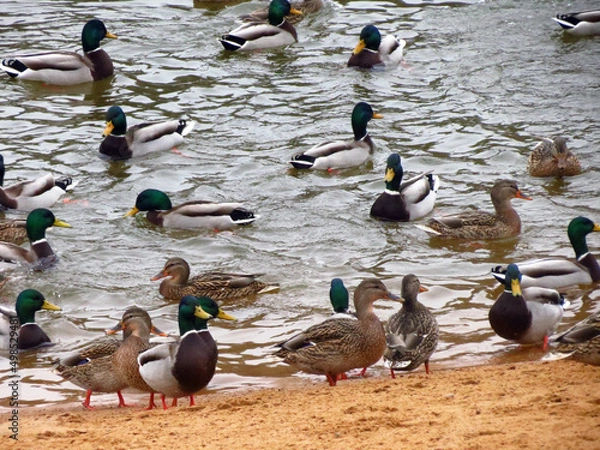 Obraz duck and ducklings